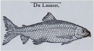 Histoire entière des poissons de Guillaume Rondelet
